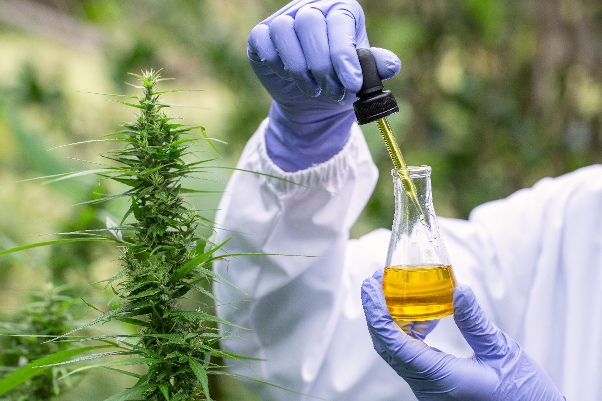 Estrazione della cannabis: panoramica e prospettive del settore