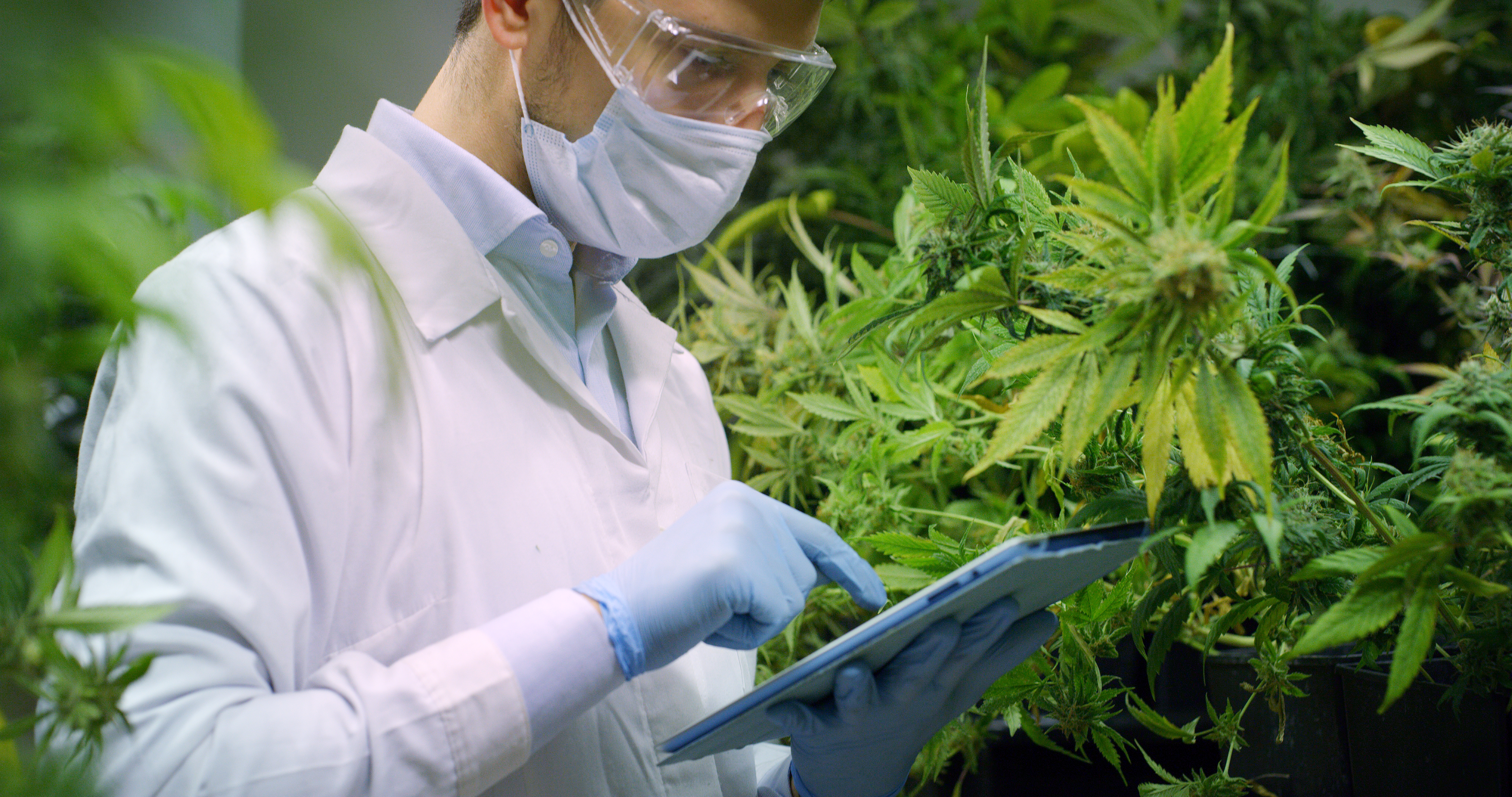 L’importanza della filiera controllata della cannabis farmaceutica